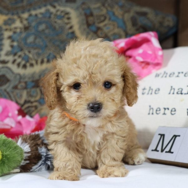 Toy Poodle Puppy for Sale