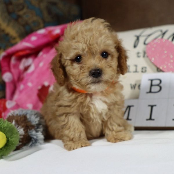 Toy Poodle Puppy for Sale