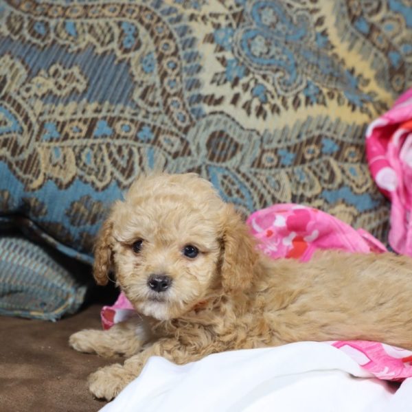 Toy Poodle Puppy for Sale