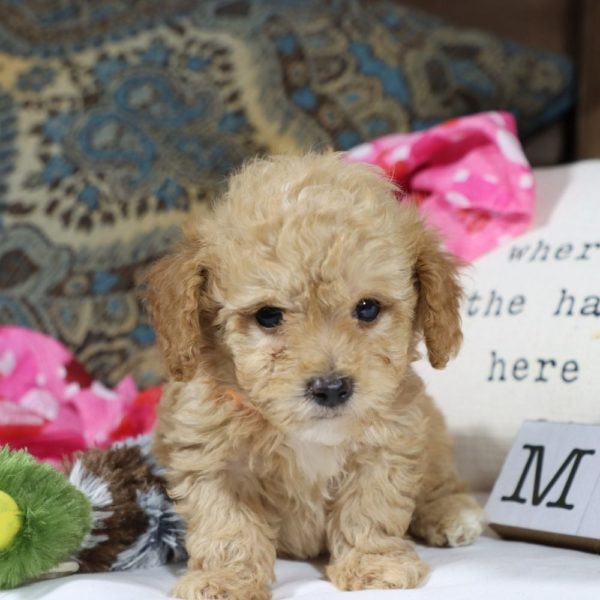 Toy Poodle Puppy for Sale