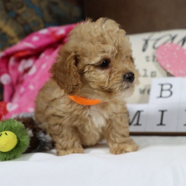 Toy Poodle Puppy for Sale