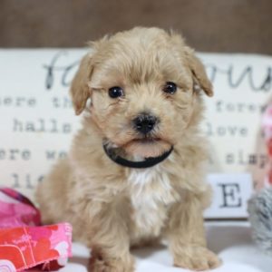 F1 Maltipoo Puppy for Sale