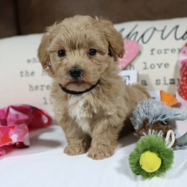 F1 Maltipoo Puppy for Sale