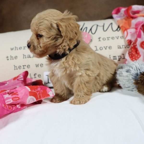 F1 Maltipoo Puppy for Sale