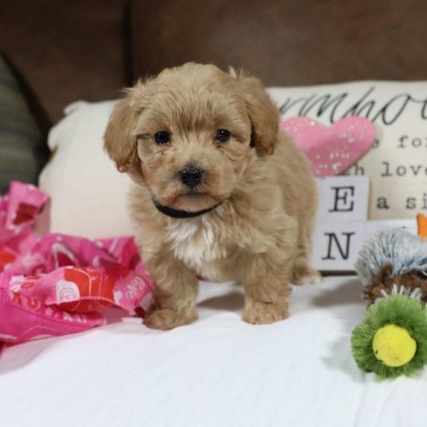 F1 Maltipoo Puppy for Sale