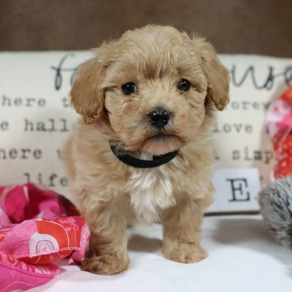 F1 Maltipoo Puppy for Sale