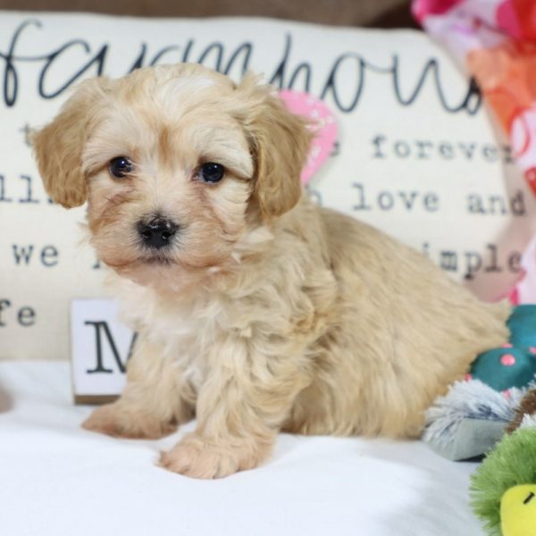 F1 Maltipoo Puppy for Sale