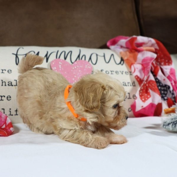 F1 Maltipoo Puppy for Sale