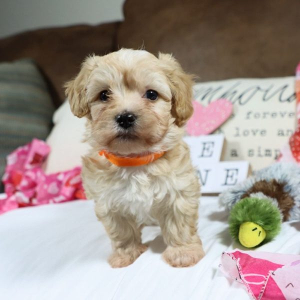 F1 Maltipoo Puppy for Sale