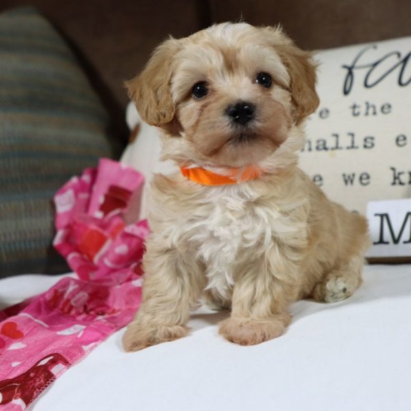 F1 Maltipoo Puppy for Sale