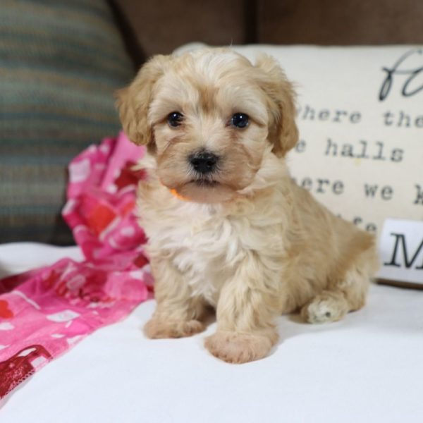 F1 Maltipoo Puppy for Sale