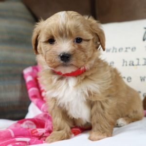 F1 Maltipoo Puppy for Sale