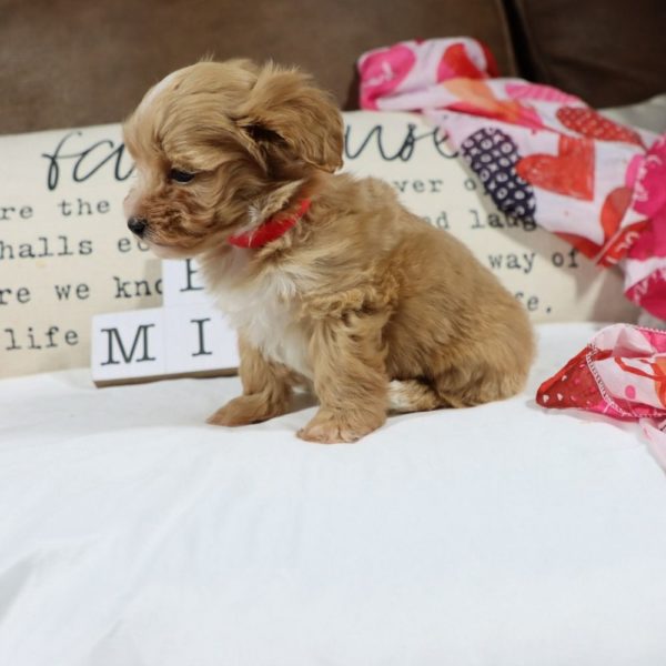 F1 Maltipoo Puppy for Sale