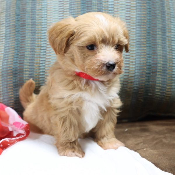 F1 Maltipoo Puppy for Sale