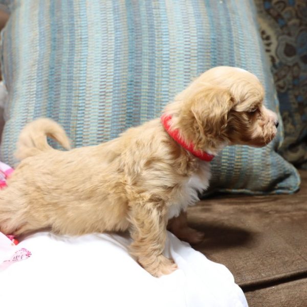 F1 Maltipoo Puppy for Sale