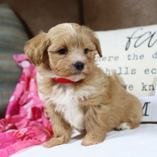 F1 Maltipoo Puppy for Sale