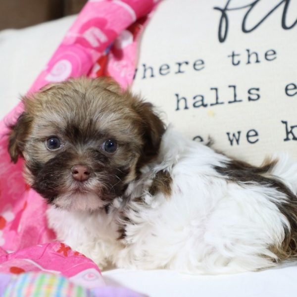 Havanese Puppy for Sale