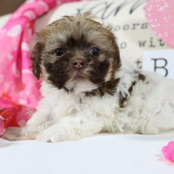 Havanese Puppy for Sale