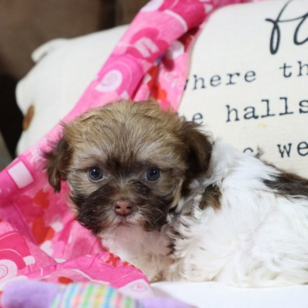 Havanese Puppy for Sale