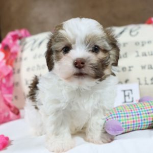 Havanese Puppy for Sale