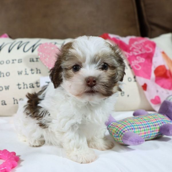 Havanese Puppy for Sale