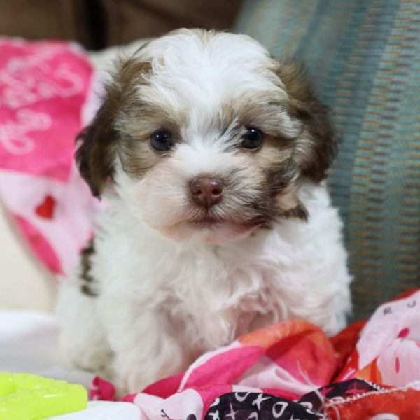 Havanese Puppy for Sale