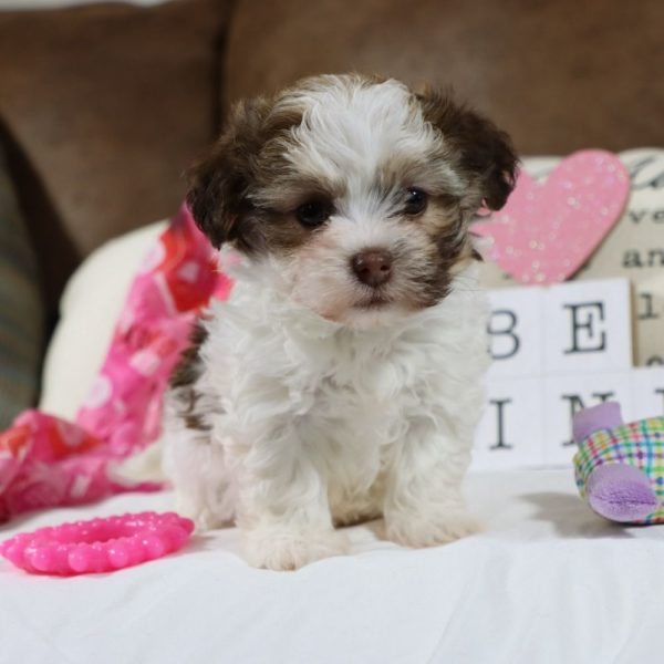 Havanese Puppy for Sale