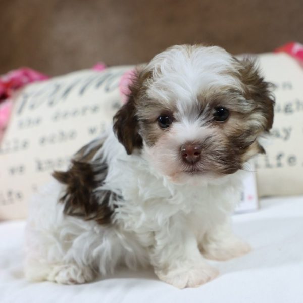 Havanese Puppy for Sale