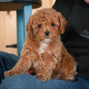 F1b Cavapoo Puppy for Sale