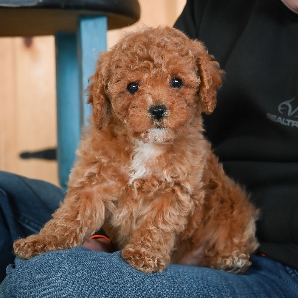 F1b Cavapoo Puppy for Sale in NYC