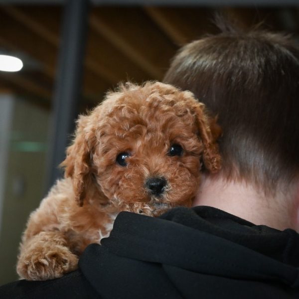 F1b Cavapoo Puppy for Sale