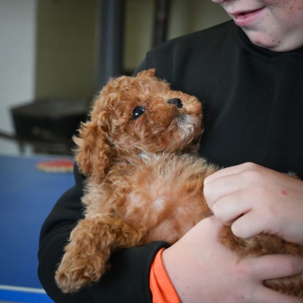 F1b Cavapoo Puppy for Sale