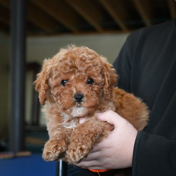 F1b Cavapoo Puppy for Sale