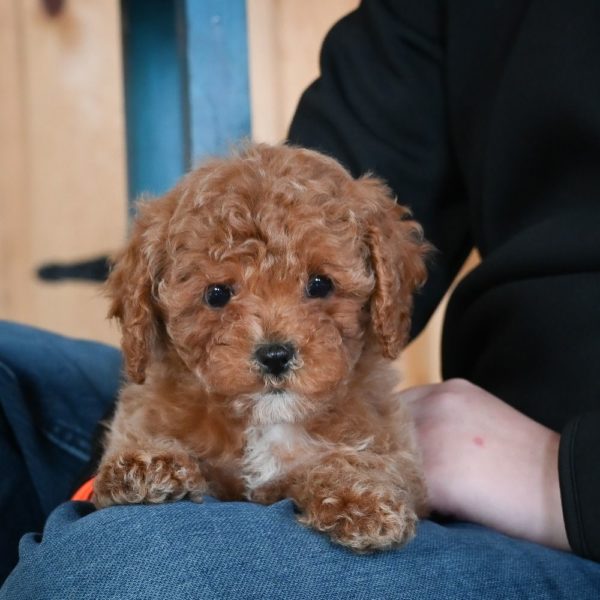 F1b Cavapoo Puppy for Sale