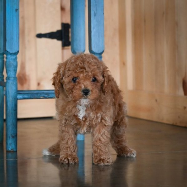 F1b Cavapoo Puppy for Sale