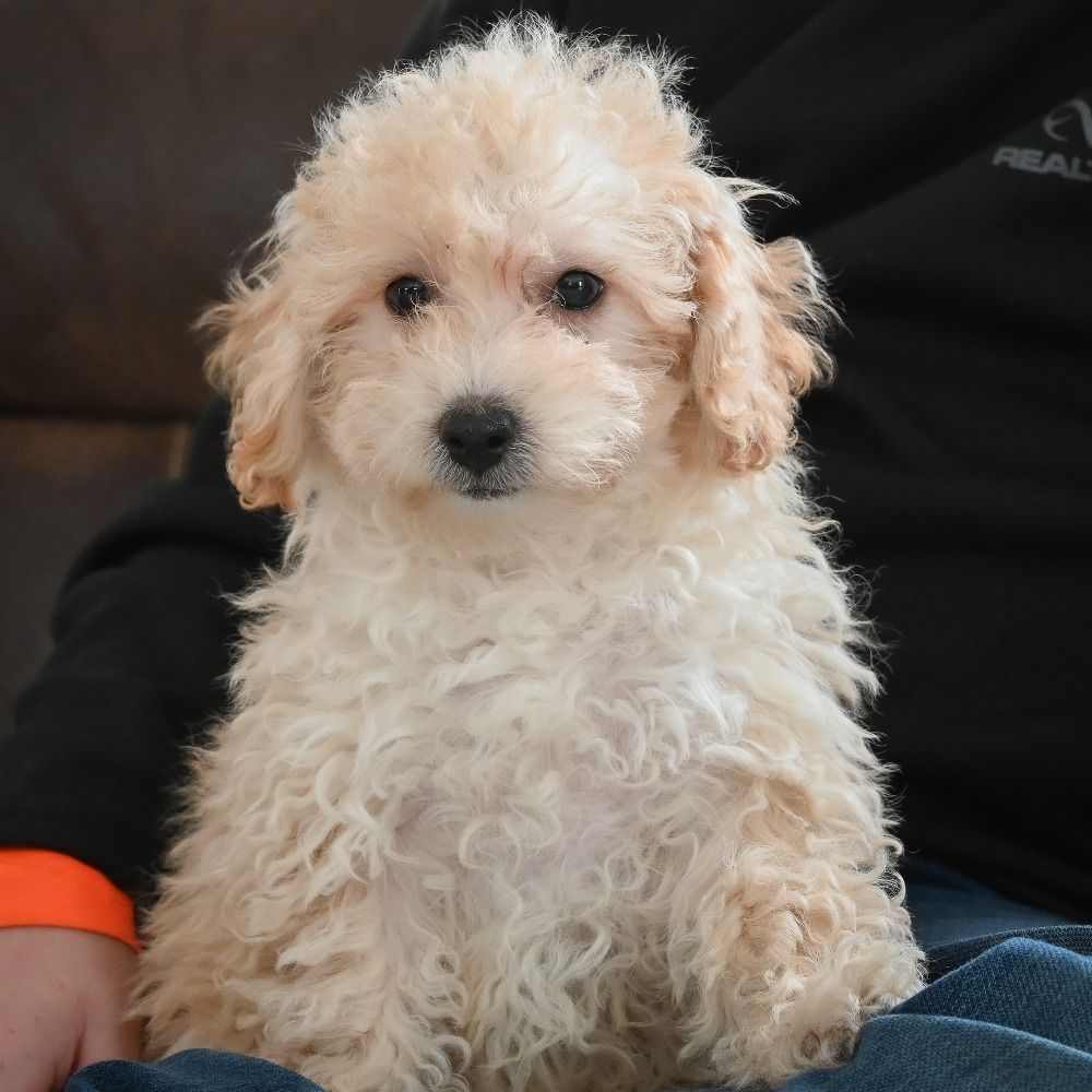 F1 Maltipoo Puppy for Sale in NYC