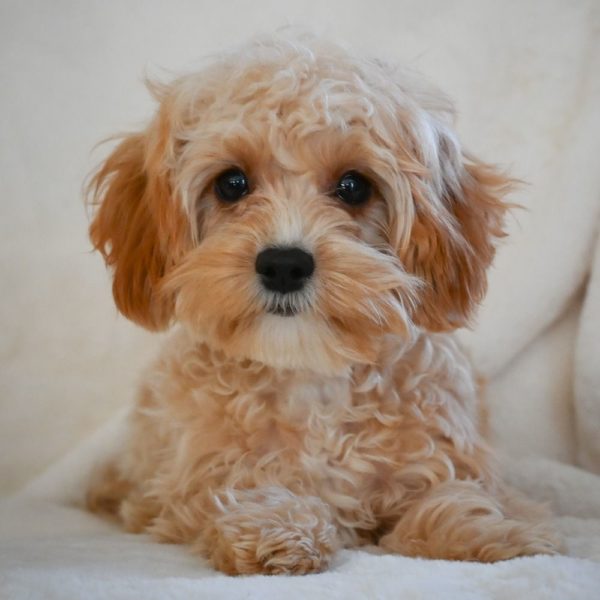 F1 Cavapoo Puppy for Sale