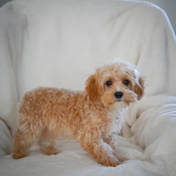 F1 Cavapoo Puppy for Sale