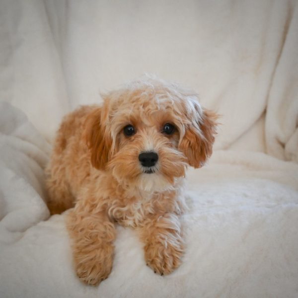 F1 Cavapoo Puppy for Sale