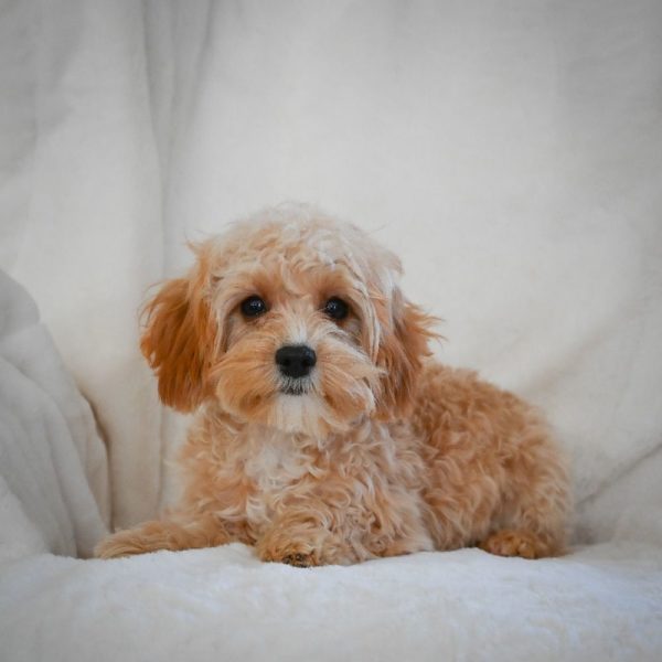 F1 Cavapoo Puppy for Sale