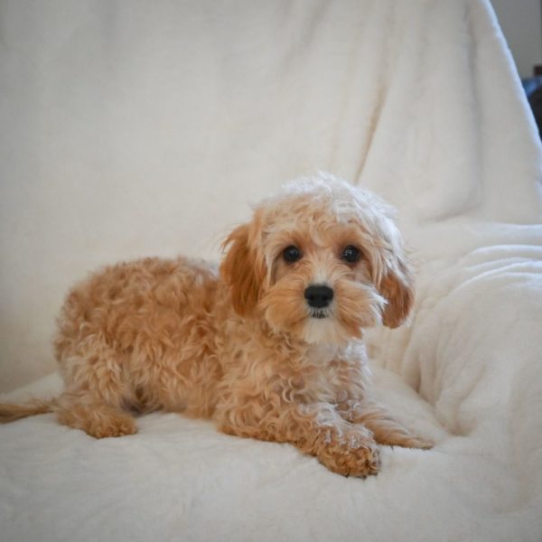 F1 Cavapoo Puppy for Sale