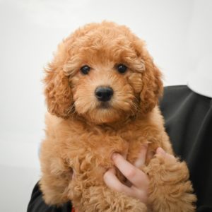 F1b Cavapoo Puppy for Sale