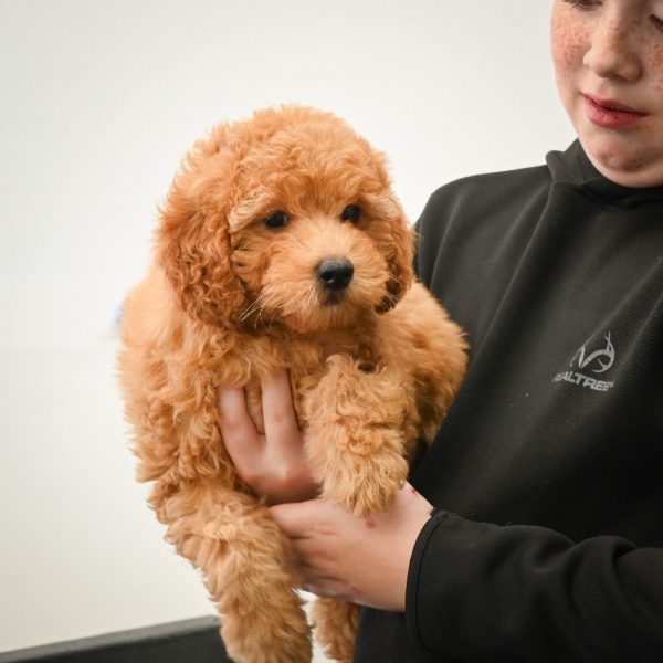 F1b Cavapoo Puppy for Sale