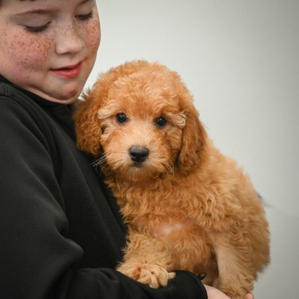 F1b Cavapoo Puppy for Sale