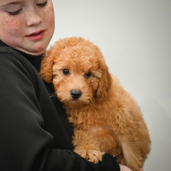 F1b Cavapoo Puppy for Sale