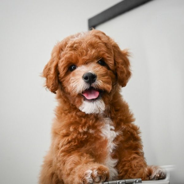 F1b Cavapoo Puppy for Sale