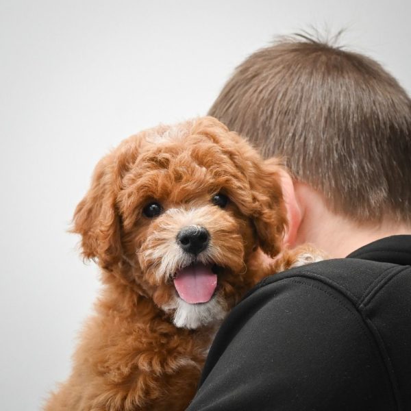 F1b Cavapoo Puppy for Sale