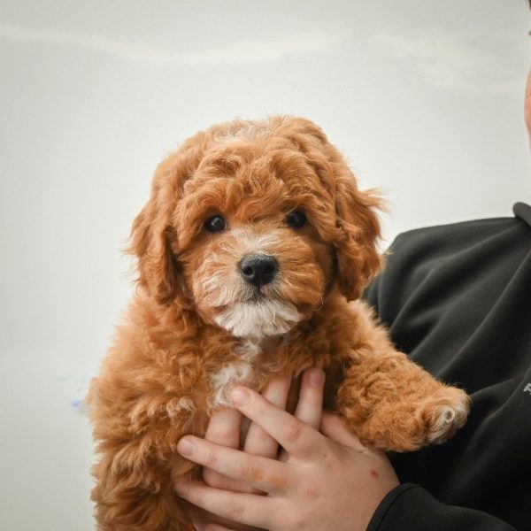 F1b Cavapoo Puppy for Sale