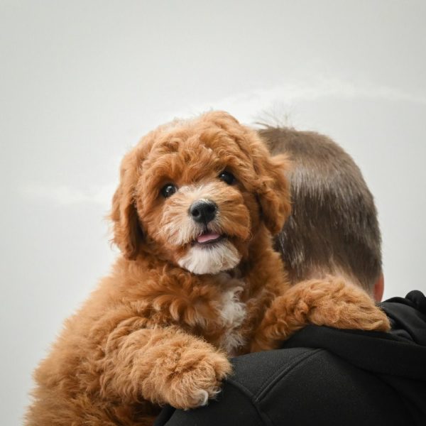 F1b Cavapoo Puppy for Sale