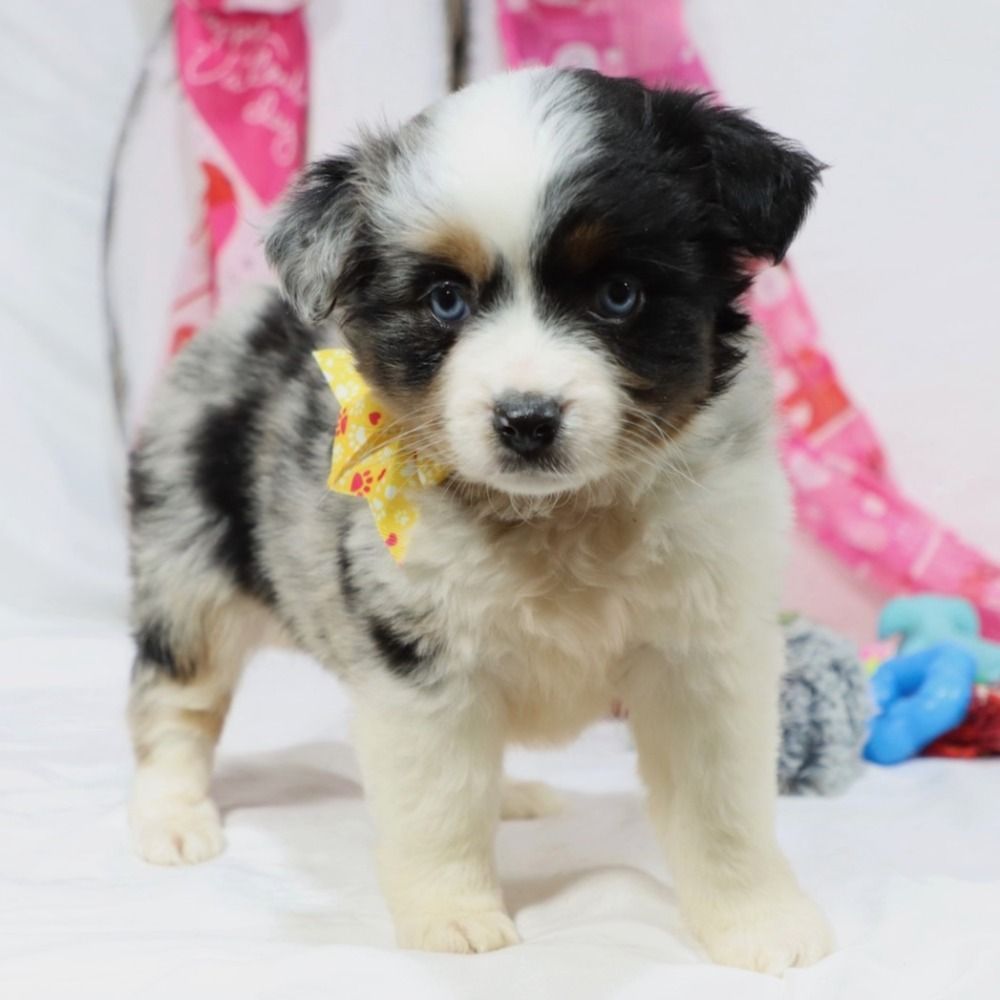 Miniature Australian Shepherd Puppy for Sale in NYC